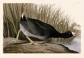 239 American Coot